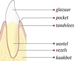 Gezond tandvlees