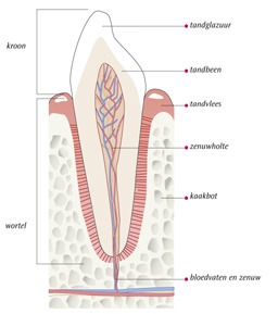 Tand doorsnede